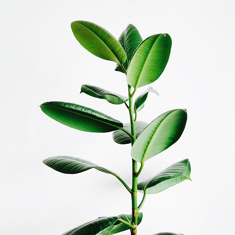 Rubber Plant (Ficus elastica)